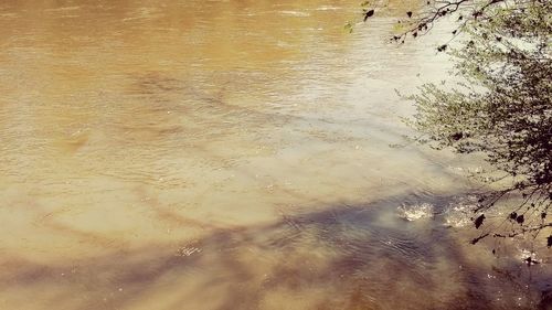 Trees in water