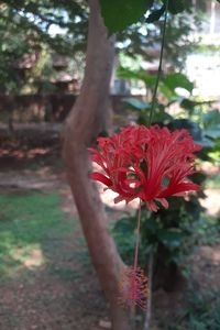 Close-up of red flowering plant in park