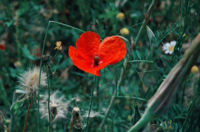 Close-up of red poppy flower on field