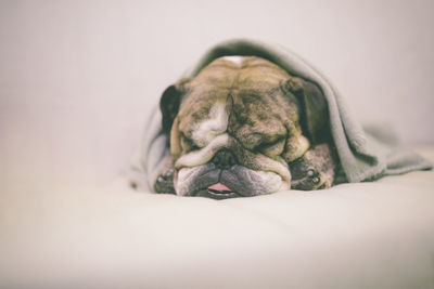 Portrait of a dog sleeping