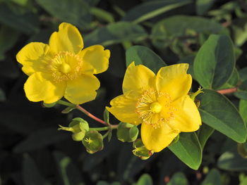 Close-up of yellow flowers blooming outdoors