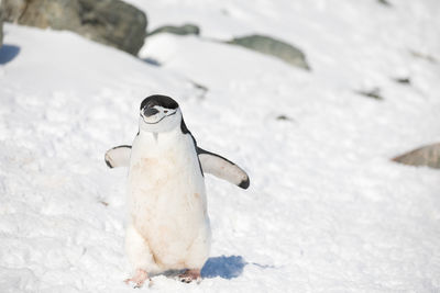 Close-up of an animal on snow covered land