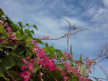 Low angle view of pink flowers against sky