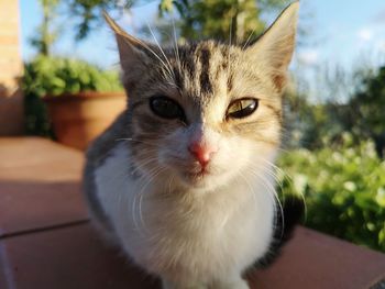 Close-up portrait of a cat