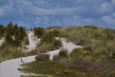 Trees on field against sky