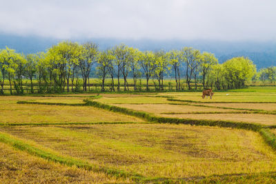 Scenic view of trees on field against sky