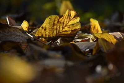 Close-up of dry maple leaves