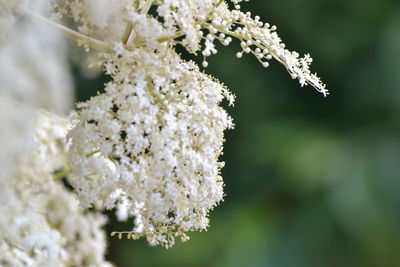 Close-up of snow on tree