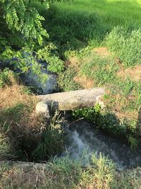 Plants growing in stream