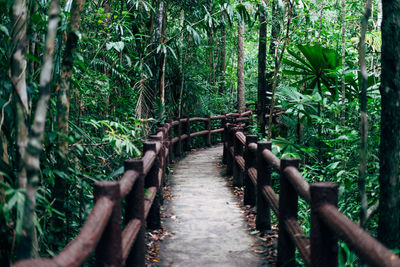 Walkway amidst trees in forest