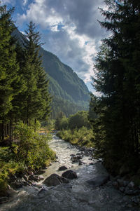 Scenic view of river amidst trees against sky