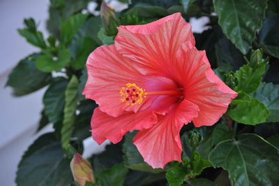 Close-up of red hibiscus blooming outdoors