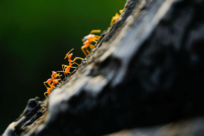 Close-up of insect on rock