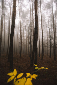 Trees in forest