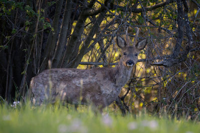 Portrait of deer in forest