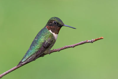 A ruby-throated hummnigbird perched on a branch