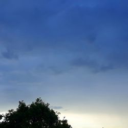 Low angle view of tree against sky