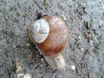 High angle view of snail on field