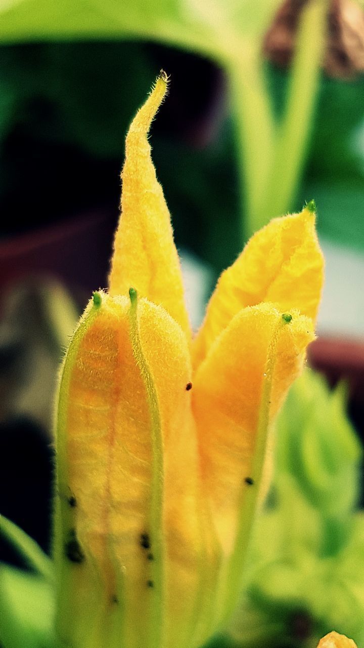 CLOSE-UP OF YELLOW ROSE FLOWER