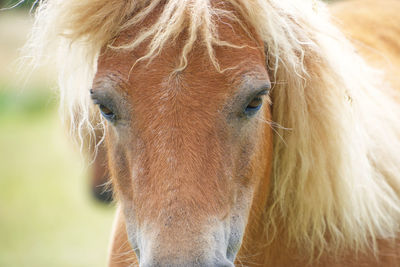 Close-up of a horse