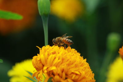 Close-up of butterfly pollinating on yellow flower