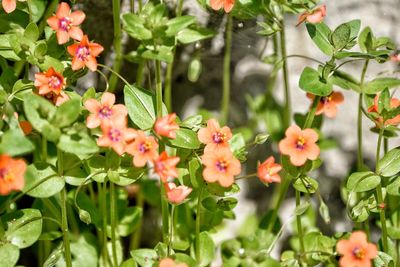 Close-up of flowers blooming outdoors