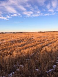 Scenic view of wheat field against sky