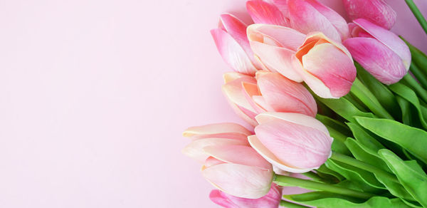 Close-up of pink tulip against white background