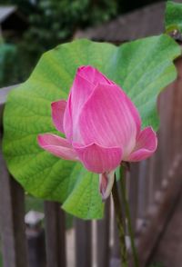 Close-up of pink lotus water lily