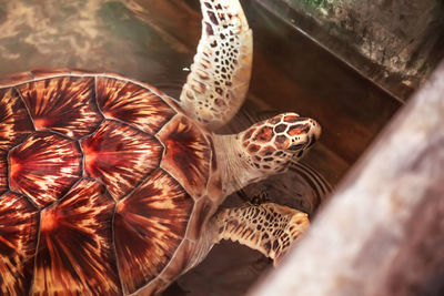 High angle view of a turtle