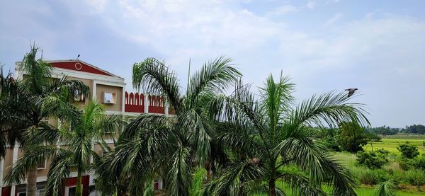 Palm trees and plants growing outside house against sky