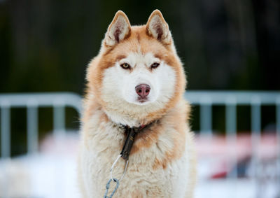 Close-up portrait of a dog