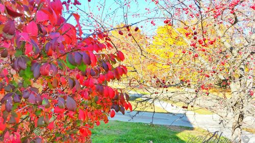 Red flowers growing on tree