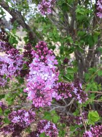 Close-up of pink flowers