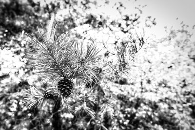 Close-up of thistle on field against sky