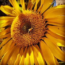 Close-up of sunflower
