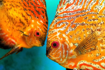 Close-up of fish swimming in sea