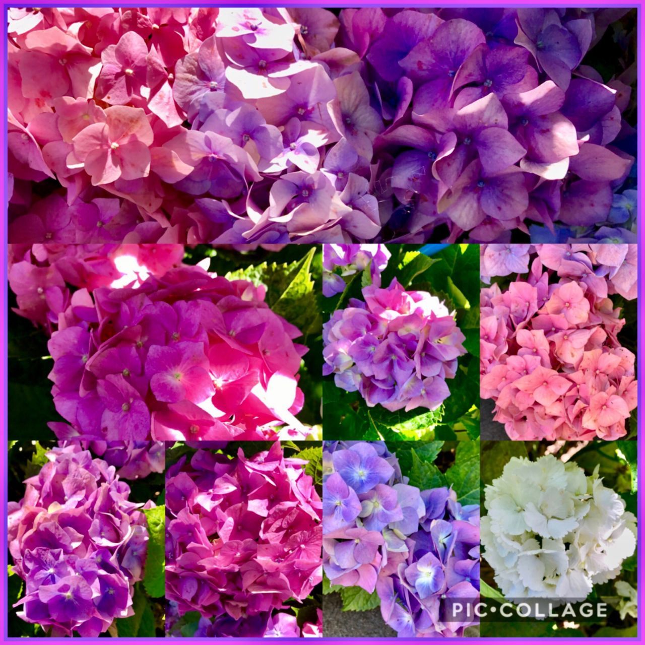 flower, freshness, nature, fragility, beauty in nature, petal, pink color, growth, purple, flower head, plant, full frame, no people, blooming, backgrounds, water, leaf, close-up, outdoors, day, bougainvillea, lilac
