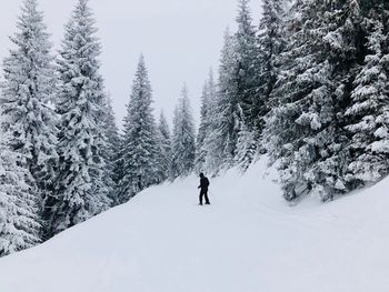 Skier on the slope surrounded by evergreen forest covered in snow