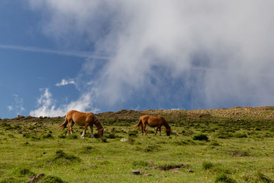 Horses grazing in a field