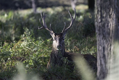 Close-up of stag looking at camera