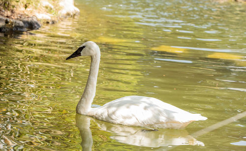 Swan swimming in lake