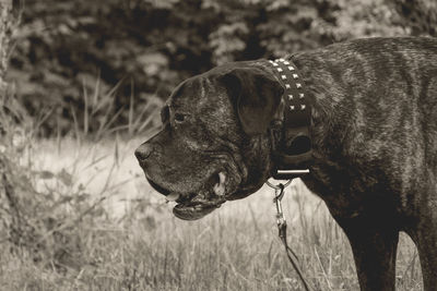 Close-up of dog on grass