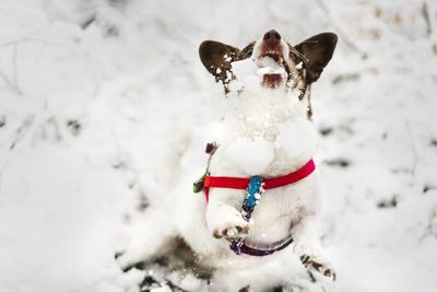 Happy dog playing in winter snow.. he is catching snowball.