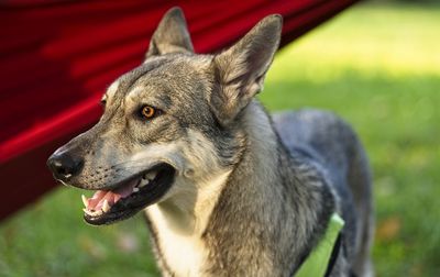 Close-up of dog looking away