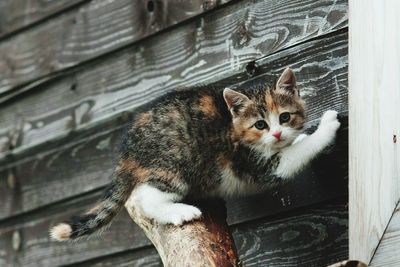 Portrait of cat sitting outdoors