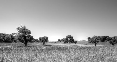 Trees on field against clear sky