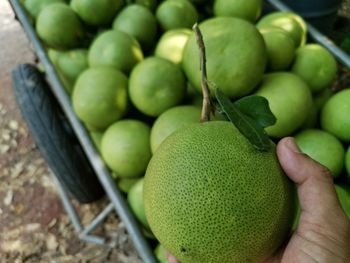 High angle view of fruits in basket