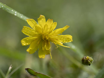 Close-up of yellow flowering plant