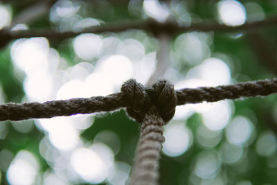 Close-up of rope tied to metal fence